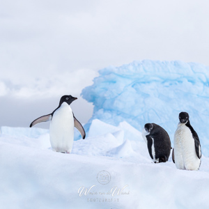 2017-01-02 - Are you looking at me?<br/>Kinnes Cove - Joinville Island - Antarctica<br/>Canon EOS 7D Mark II - 100 mm - f/8.0, 1/2000 sec, ISO 400