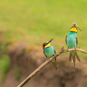 2023-05-24 - Een flnke libel als prooi<br/>Fotohutten Bence Máté - Csongrád - Pejkó Lovas Panzió - Hongarije<br/>Canon EOS R5 - 160 mm - f/4.5, 1/640 sec, ISO 3200