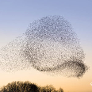 2020-02-01 - Organische vormen<br/>Meersteeg 14 - Geldermalsen - Nederland<br/>Canon EOS 5D Mark III - 70 mm - f/3.5, 1/60 sec, ISO 100