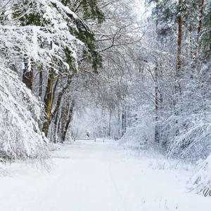2026-01-04 - Werkelijk alles is wit<br/>Bornia -Heidestein - Zeist - Nederland<br/>Canon EOS R6m2 - 95 mm - f/8.0, 1/125 sec, ISO 800