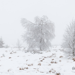 2022-01-21 - Mist en sneeuw op de Hoge Venen<br/>Baraque Michel - Weismes - België<br/>Canon EOS R5 - 54 mm - f/11.0, 1/80 sec, ISO 400
