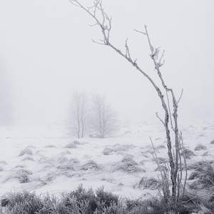 2022-01-21 - Mist boven een besneeuwd, typisch Hoge Venen landschap<br/>Baraque Michel - Weismes - België<br/>Canon EOS R5 - 53 mm - f/8.0, 1/60 sec, ISO 125