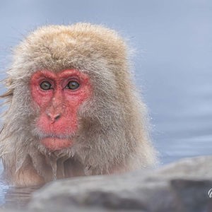 2026-02-14 - Rode kop van het warme water<br/>Jigokudani Monkey Park - Yamanouchi - Japan<br/>Canon EOS R5m2 - 500 mm - f/7.1, 1/640 sec, ISO 3200