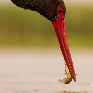 2023-05-27 - Zwarte ooievaar in gevecht met een visje<br/>Fotohutten Bence Máté  Theater - Pusztaszer - Hongarije<br/>Canon EOS R5 - 400 mm - f/5.6, 1/800 sec, ISO 800