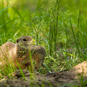 2023-05-25 - Siesel moeder verplaatstt haar kleintje naar een ander hol<br/>Fotohutten Bence Máté - Farm - Pusztaszer - Hongarije<br/>Canon EOS R5 - 400 mm - f/5.6, 1/2000 sec, ISO 3200