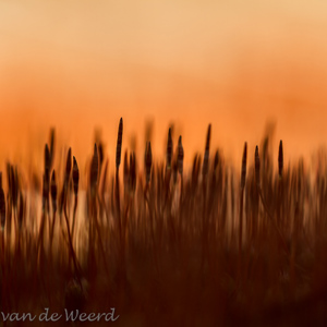 2013-03-04 - Ruig haarmos in vuur en vlam<br/>Loonse en Drunense duinen - Loon op Zand - Nederland<br/>Canon EOS 7D - 100 mm - f/2.8, 1/640 sec, ISO 200