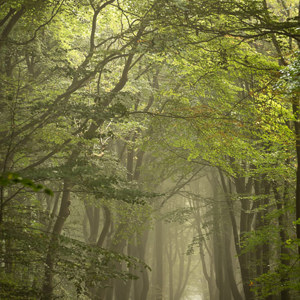 2017-09-24 - Eenzame wandelaar in mistig bos<br/>Speuldersbos - Drie - Nederland<br/>Canon EOS 5D Mark III - 200 mm - f/8.0, 0.2 sec, ISO 200