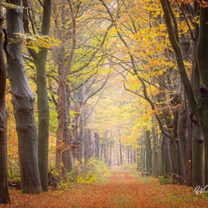 2021-11-13 - Beukenlaan in herfst-kleuren<br/>Krakelingse Bos - Zeist - Nederland<br/>Canon EOS 5D Mark III - 145 mm - f/11.0, 5 sec, ISO 100