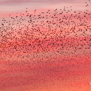 2014-03-13 - Spreeuwenzwerm voor rode lucht<br/>Sluitwachter 18 - Nijkerk - Nederland<br/>Canon EOS 7D - 200 mm - f/6.3, 1/80 sec, ISO 1600