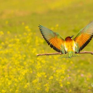 2023-05-24 - Net geland, even de prachtige vleugels showen<br/>Fotohutten Bence Máté - Csongrád - Pejkó Lovas Panzió - Hongarije<br/>Canon EOS R5 - 135 mm - f/6.3, 1/2000 sec, ISO 1600