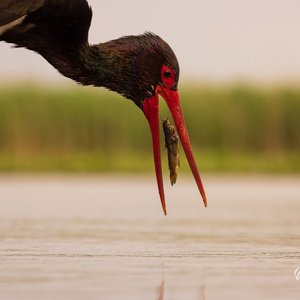 2023-05-27 - Zwarte ooievaar gooit een vis in zijn bek<br/>Fotohutten Bence Máté  Theater - Pusztaszer - Hongarije<br/>Canon EOS R5 - 214 mm - f/5.6, 1/1000 sec, ISO 800