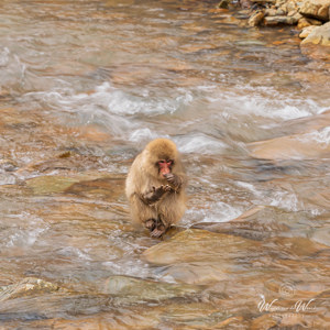 2026-02-14 - Ook in de rivier werd naar eten gezocht<br/>Jigokudani Monkey Park - Yamanouchi - Japan<br/>Canon EOS R5m2 - 200 mm - f/8.0, 0.05 sec, ISO 100