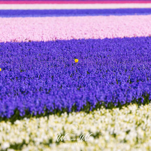 2023-04-18 - Buitenbeentjes in het bloembollenveld<br/>Noord-Holland - Nederland<br/>Canon EOS R5 - 400 mm - f/5.6, 1/1000 sec, ISO 400