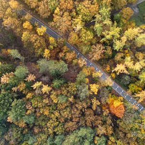 2025-11-07 - Weg door het herfstbos<br/>Veluwe - Nederland<br/>DJI Mini 3 Pro - 6.7 mm - f/1.7, 0.05 sec, ISO 100