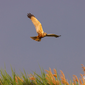 2023-05-27 - Bruine Kikendief<br/>Fotohutten Bence Máté  Theater - Pusztaszer - Hongarije<br/>Canon EOS R5 - 400 mm - f/5.6, 1/1250 sec, ISO 800