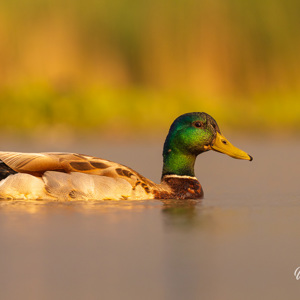 2023-05-27 - Wilde eend<br/>Fotohutten Bence Máté  Theater - Pusztaszer - Hongarije<br/>Canon EOS R5 - 400 mm - f/5.6, 1/800 sec, ISO 800