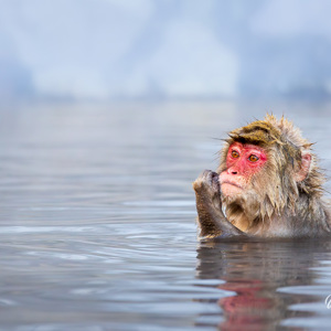 2026-02-13 - In gedachten verzonken<br/>Jigokudani Monkey Park - Yamanouchi - Japan<br/>Canon EOS R5m2 - 190 mm - f/8.0, 1/200 sec, ISO 3200