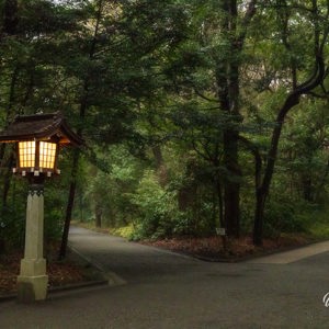 2026-02-11 - De tempel staat in een mooi groen bos<br/>Meiji Jingu tempel - Tokio - Japan<br/>Canon EOS R5m2 - 42 mm - f/11.0, 1/40 sec, ISO 12800