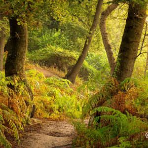 2024-09-07 - Varens en eiken<br/>Nederland<br/>Canon EOS R5 - 65 mm - f/8.0, 1 sec, ISO 100