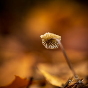 2025-10-10 - Blik op de plaatjes<br/>Krakelingsebos - Zeist - Nederland<br/>Canon EOS R5 - 100 mm - f/2.8, 1/40 sec, ISO 320