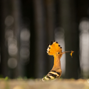 2023-05-21 - Hop met prooi<br/>Fotohutten Bence Máté - Hoopoo - Pusztaszer - Hongarije<br/>Canon EOS R5 - 263 mm - f/5.6, 0.02 sec, ISO 400