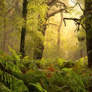 2024-09-07 - Sfeer in het bos<br/>Nederland<br/>Canon EOS R5 - 105 mm - f/8.0, 1/6 sec, ISO 100