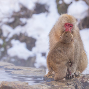 2026-02-13 - Even een kusje bij mama halen<br/>Jigokudani Monkey Park - Yamanouchi - Japan<br/>Canon EOS R5m2 - 200 mm - f/7.1, 1/200 sec, ISO 800