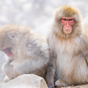 2026-02-15 - Ze hadden me gezien<br/>Jigokudani Monkey Park - Yamanouchi - Japan<br/>Canon EOS R5m2 - 400 mm - f/7.1, 1/500 sec, ISO 5000