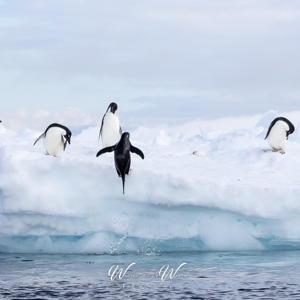 2017-01-02 - De Adeliepinguins sprongen meters uit het water<br/>Kinnes Cove - Joinville Island - Antarctica<br/>Canon EOS 7D Mark II - 100 mm - f/7.1, 1/2000 sec, ISO 400