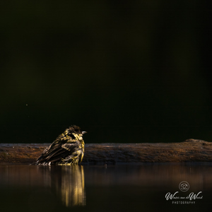 2023-05-26 - Natte mees<br/>Fotohutten Bence Máté -Drinkin - Pusztaszer - Hongarije<br/>Canon EOS R5 - 400 mm - f/5.6, 1/3200 sec, ISO 1600