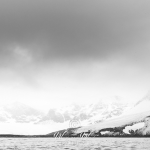 2016-12-28 - De bergen aan de kust in 50 tinten grijs<br/>St. Andrew’s Bay - Zuid-Georgia<br/>Canon EOS 5D Mark III - 33 mm - f/8.0, 1/125 sec, ISO 200