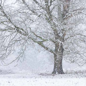 2023-01-20 - Karakteristieke boom in de hevige sneeuw<br/>Kaapse Bossen - Doorn - Nederland<br/>Canon EOS R5 - 110 mm - f/5.6, 1/200 sec, ISO 3200