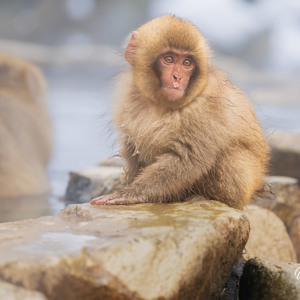 2026-02-14 - Met bevroren snottebel<br/>Jigokudani Monkey Park - Yamanouchi - Japan<br/>Canon EOS R5m2 - 254 mm - f/6.3, 1/250 sec, ISO 500