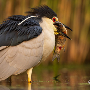 2023-05-23 - Oeps, die vis is een flinke uitdaging voor deze Kwak<br/>Fotohutten Bence Máté - Cinema - Pusztaszer - Hongarije<br/>Canon EOS R5 - 349 mm - f/7.1, 1/160 sec, ISO 1600