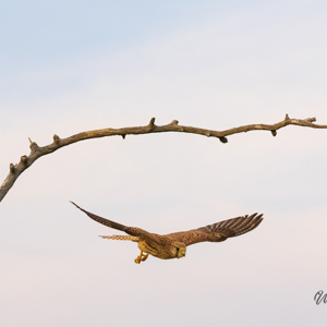 2023-05-23 - Torenvalk in vlucht omlaag<br/>Fotohutten Bence Máté - Pusztaszer - Hongarije<br/>Canon EOS R5 - 135 mm - f/5.6, 1/2000 sec, ISO 6400