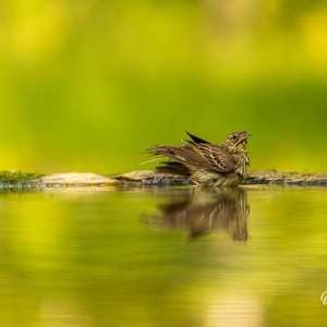 2023-05-26 - Na een bad zien een vogel er nogal verfromfraaid uit<br/>Fotohutten Bence Máté  Drinkin - Pusztaszer - Hongarije<br/>Canon EOS R5 - 400 mm - f/5.6, 1/800 sec, ISO 1600