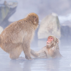 2026-02-13 - Kom je ook het in het water?<br/>Jigokudani Monkey Park - Yamanouchi - Japan<br/>Canon EOS R5m2 - 343 mm - f/7.1, 1/400 sec, ISO 2500