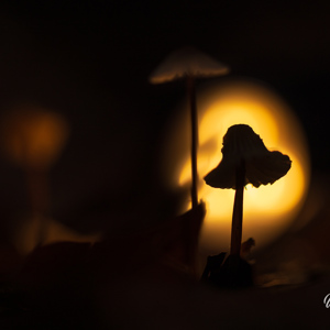 2025-10-10 - Paddenstoel in tegenlicht<br/>Krakelingsebos - Zeist - Nederland<br/>Canon EOS R5 - 100 mm - f/2.8, 1/2500 sec, ISO 320