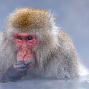 2026-02-14 - Er werd eten in het water gegooid<br/>Jigokudani Monkey Park - Yamanouchi - Japan<br/>Canon EOS R5m2 - 324 mm - f/5.6, 1/500 sec, ISO 3200