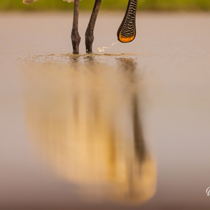 2023-05-27 - Weerspiegeling<br/>Fotohutten Bence Máté  Theater - Pusztaszer - Hongarije<br/>Canon EOS R5 - 263 mm - f/5.6, 1/1000 sec, ISO 800