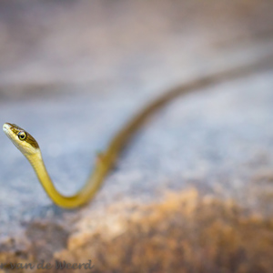 2011-08-01 - Giftig slangetje<br/>Jim Jim Falls - Kakadu National Park - Australië<br/>Canon EOS 7D - 100 mm - f/3.5, 1/640 sec, ISO 800