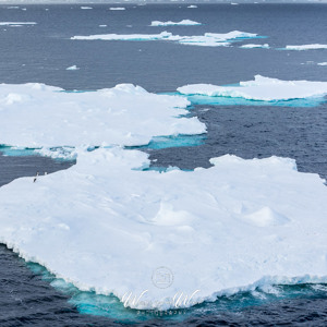 2017-01-02 - Ijsbergen met een viertal pinguïns<br/>Bransfield Strait - Antarctica<br/>Canon EOS 5D Mark III - 70 mm - f/8.0, 1/320 sec, ISO 200