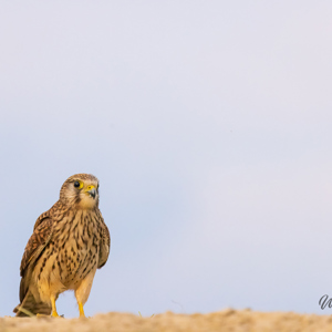 2023-05-23 - Torenvalk op de grond<br/>Fotohutten Bence Máté - Pusztaszer - Hongarije<br/>Canon EOS R5 - 400 mm - f/5.6, 1/1600 sec, ISO 6400