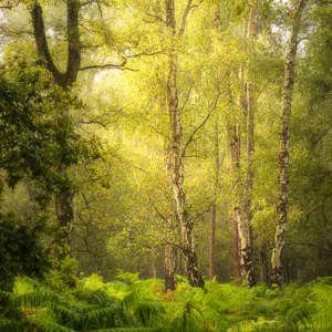 2024-09-07 - Sfeervol bos met berken<br/>Nederland<br/>Canon EOS R5 - 85 mm - f/8.0, 0.25 sec, ISO 100