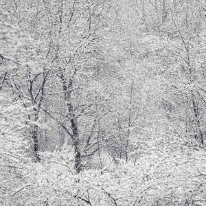 2023-01-20 - Takken en sneeuw in zwart-wit<br/>Kaapse Bossen - Doorn - Nederland<br/>Canon EOS R5 - 80 mm - f/5.6, 1/320 sec, ISO 3200