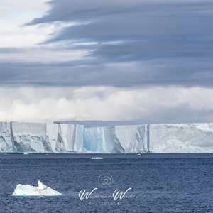 2017-01-02 - Twee pinguins op een ijsbergje en een enorme ijsmuur<br/>Bransfield Strait - Antarctica<br/>Canon EOS 7D Mark II - 160 mm - f/8.0, 1/2500 sec, ISO 800