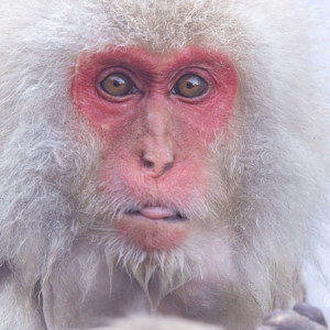 2026-02-15 - Hij stak zomaar de tong naar me uit<br/>Jigokudani Monkey Park - Yamanouchi - Japan<br/>Canon EOS R5m2 - 500 mm - f/7.1, 1/500 sec, ISO 3200