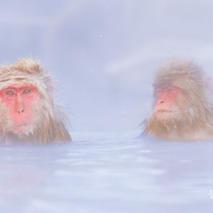 2026-02-13 - Veel stoom door het warme water en de koude lucht<br/>Jigokudani Monkey Park - Yamanouchi - Japan<br/>Canon EOS R5m2 - 500 mm - f/7.1, 1/500 sec, ISO 2000