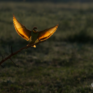 2023-05-25 - Spelen met tegenlicht door de vleugels van de bijeneter<br/>Fotohutten Bence Máté - Csongrád - Pejkó Lovas Panzió - Hongarije<br/>Canon EOS R5 - 115 mm - f/4.0, 1/3200 sec, ISO 1600