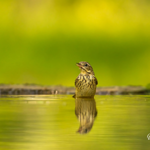 2023-05-26 - Ook een lijster kwam een bad nemen<br/>Fotohutten Bence Máté  Drinkin - Pusztaszer - Hongarije<br/>Canon EOS R5 - 400 mm - f/5.6, 1/800 sec, ISO 1600